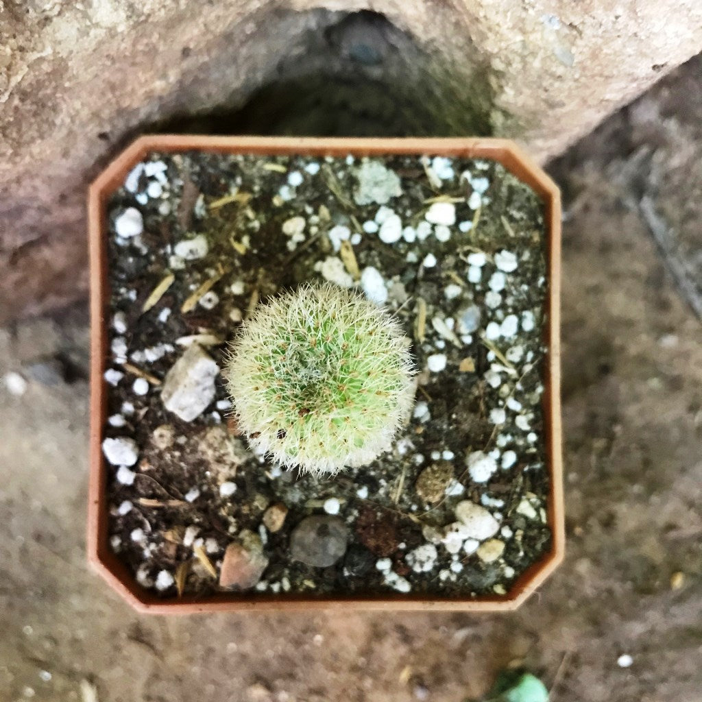 Fraelia Mammifera Cactus Plant - myBageecha