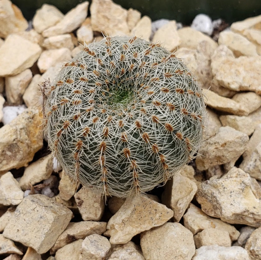 Frailea Pygmaea Cactus Plant - myBageecha