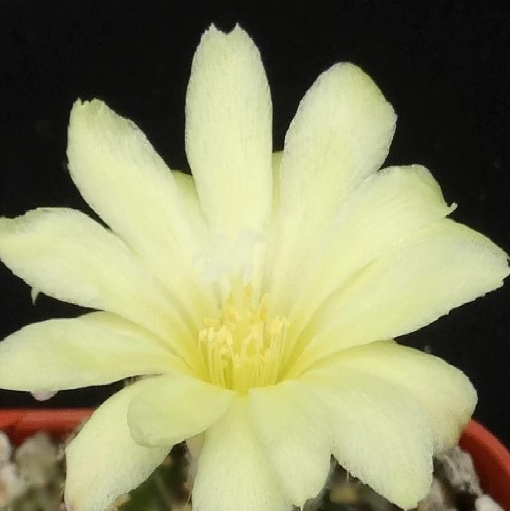 Frailea Pygmaea Cactus Plant - myBageecha