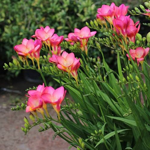 Freesia Single Deep Pink (Bulbs) - myBageecha