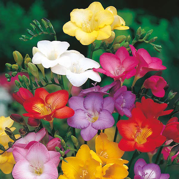 Freesia (Mix bulbs) - myBageecha