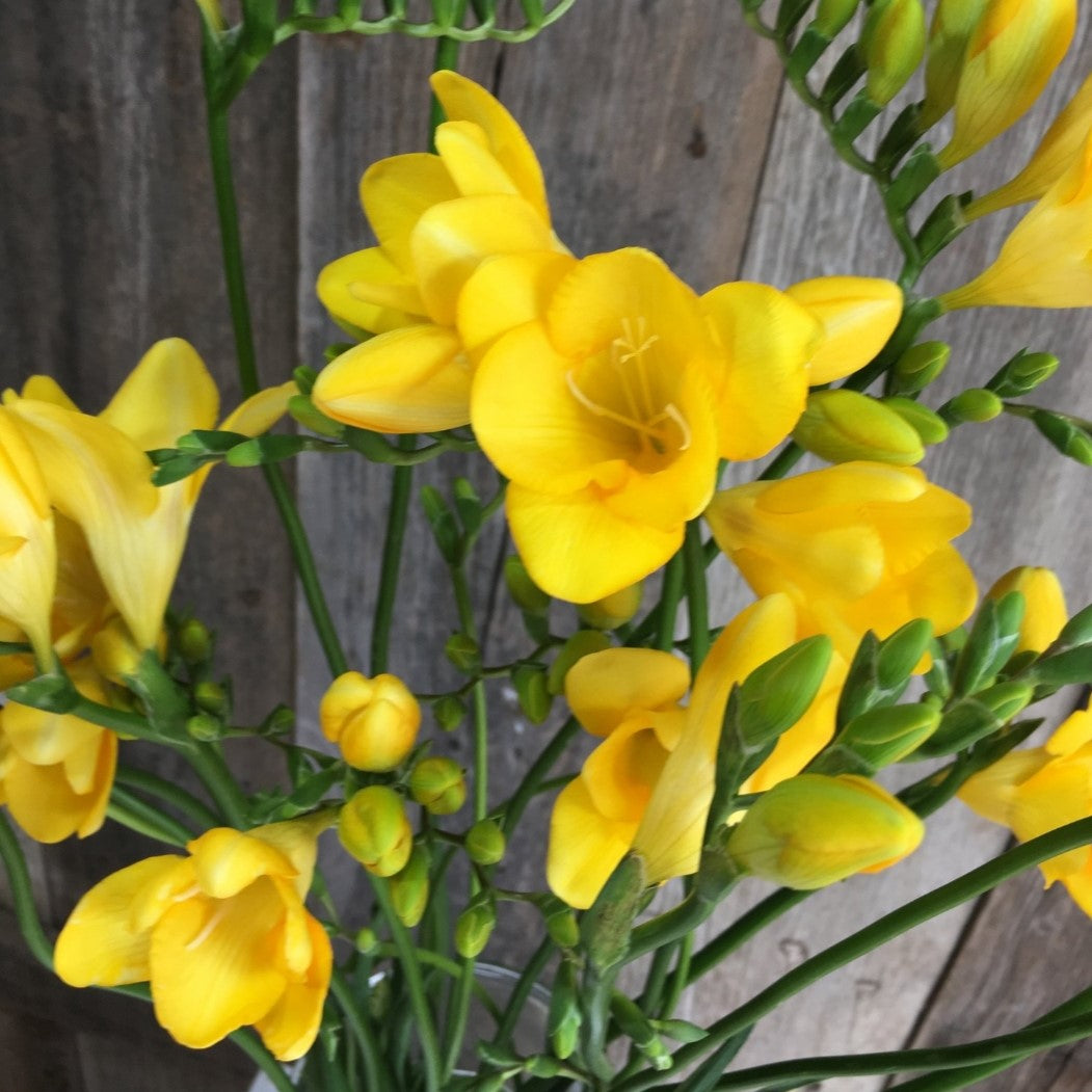 Freesia Single Tall Yellow (Bulbs) - myBageecha