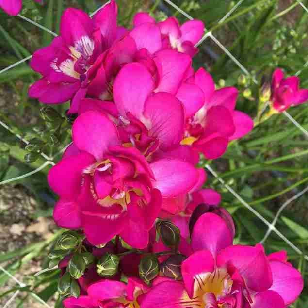 Freesia 'Purple Rain' (Bulbs) - myBageecha