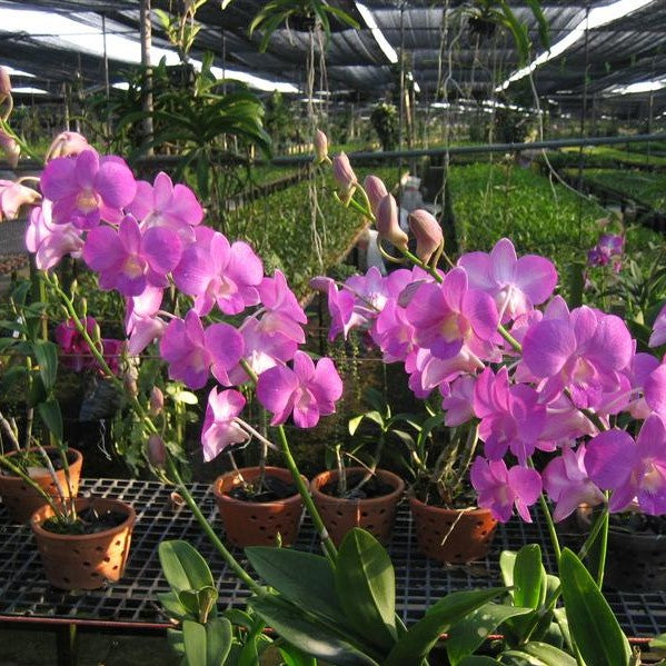 Den. Fuchcia - myBageecha