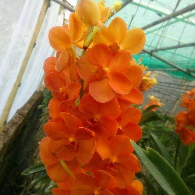 Fuchs X Gold Parlor Plants myBageecha - myBageecha