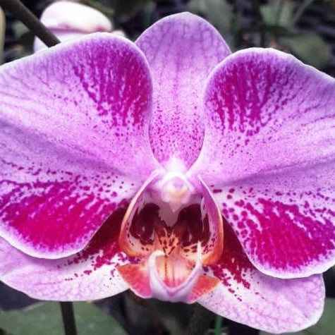 Phal. Fullers Cheese X Fullers Cow - myBageecha