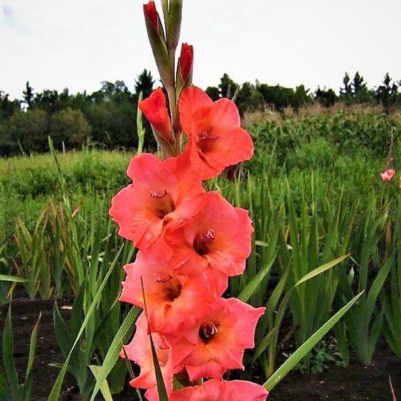 Gladiolus 'Blushing Beauty' (Bulbs) - myBageecha