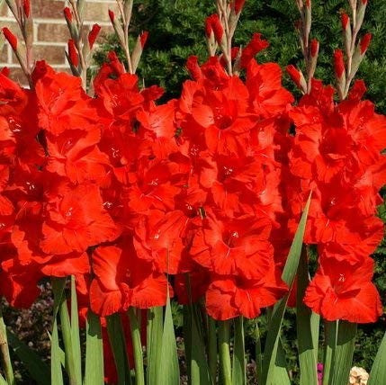 Gladiolus 'Red Majesty' (Bulbs) - myBageecha