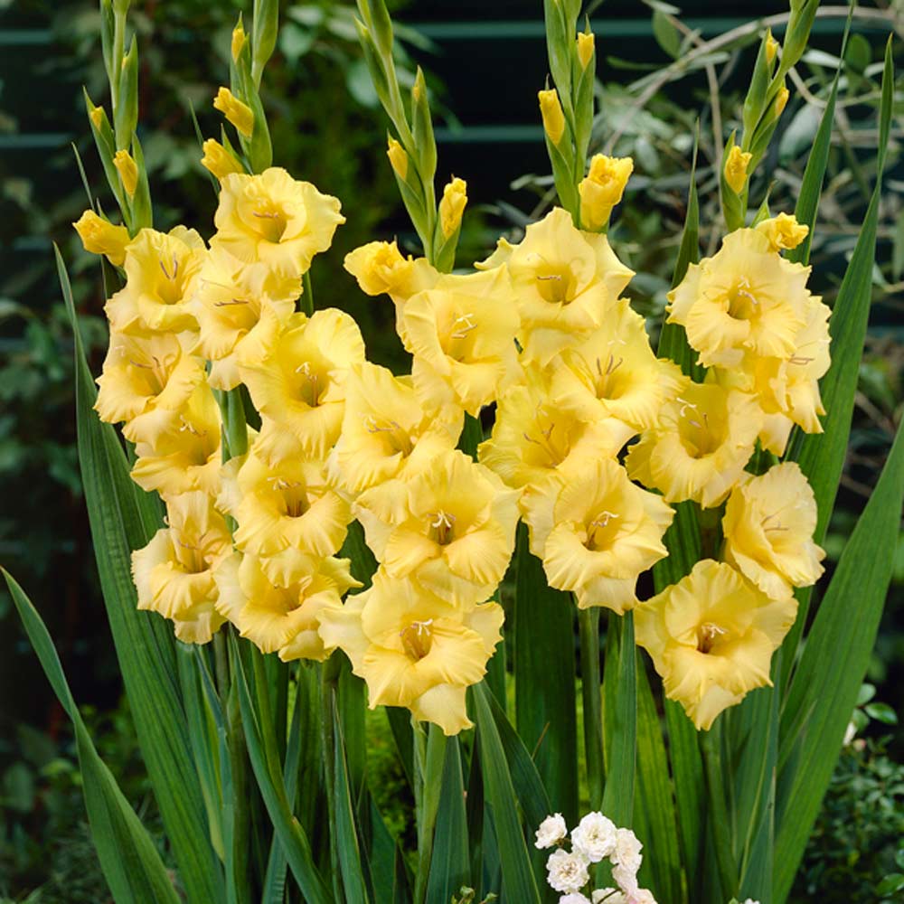 Gladiolus 'Joyeuse Entree' (Bulbs) - myBageecha