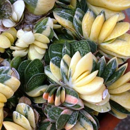 Gasteria Gracilis Variegata – Decorative Succulent Plant
