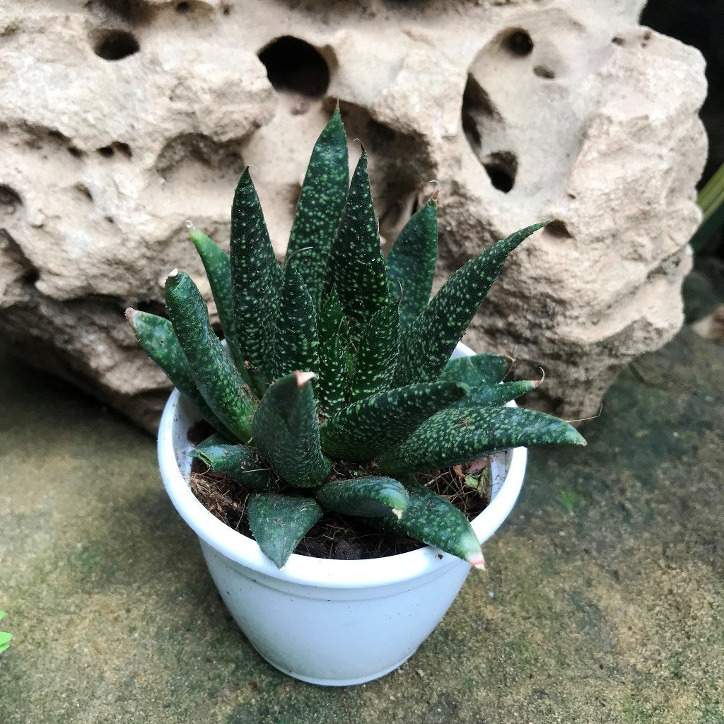 daltile retrospace succulent green Gasteraloe Green Dew – Decorative Succulent Plant