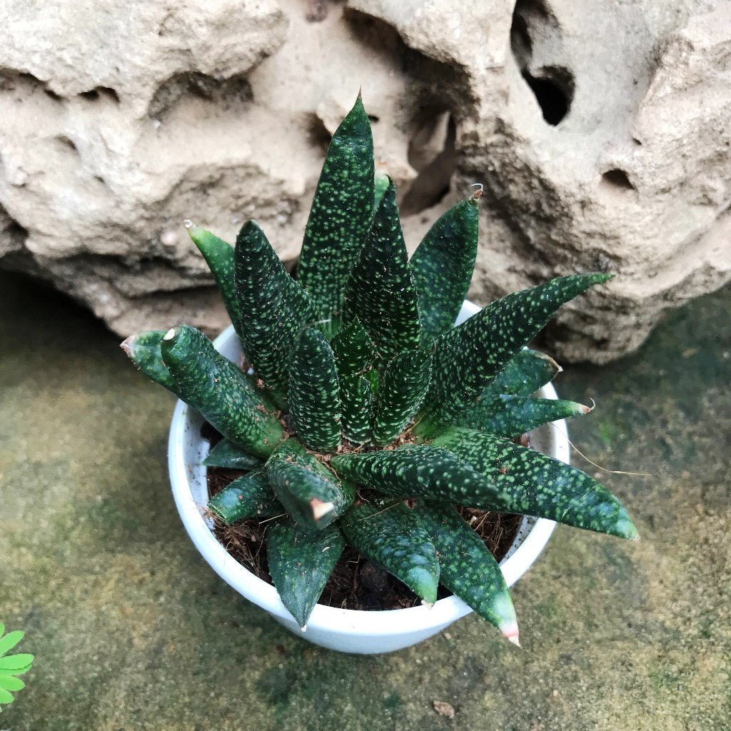 Gasteraloe Green Dew Succulent Plant - myBageecha