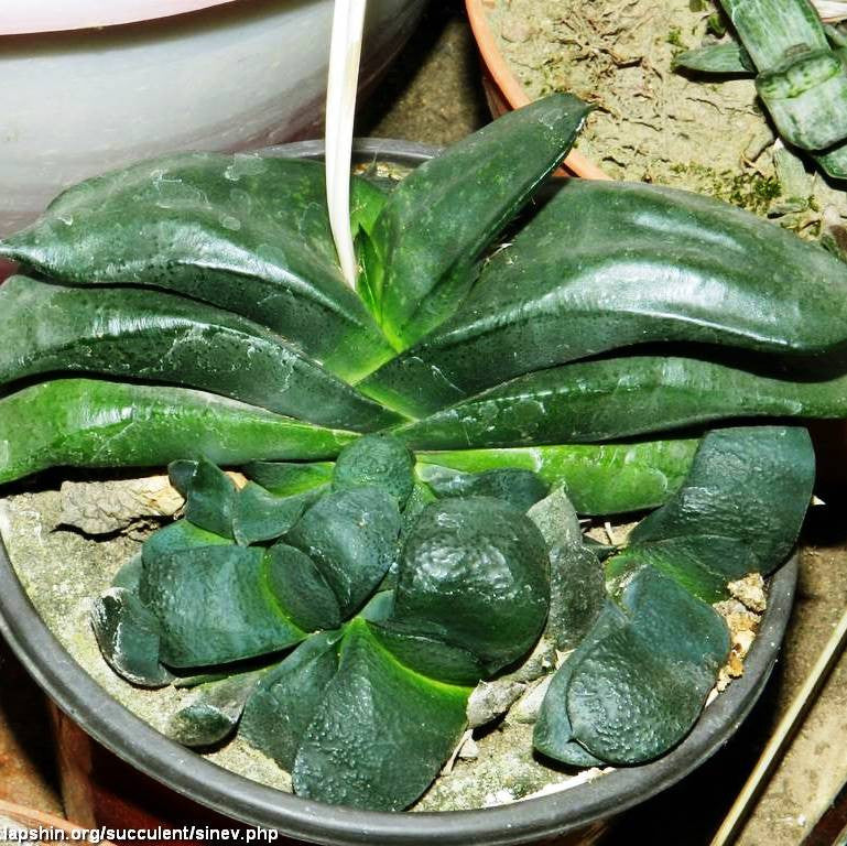 Gasteria Armstrongii Plants myBageecha - myBageecha
