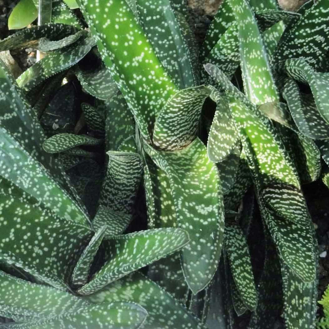 Gasteria carinata Plants myBageecha - myBageecha