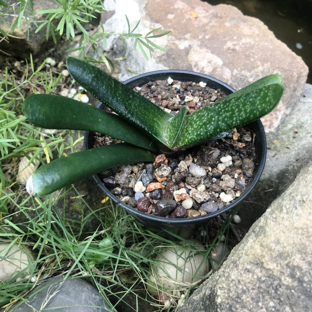 Gasteria Batesiana Succulent Plant - myBageecha