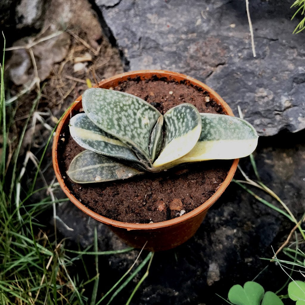 Gasteria Minima Variegated Succulent Plant - myBageecha