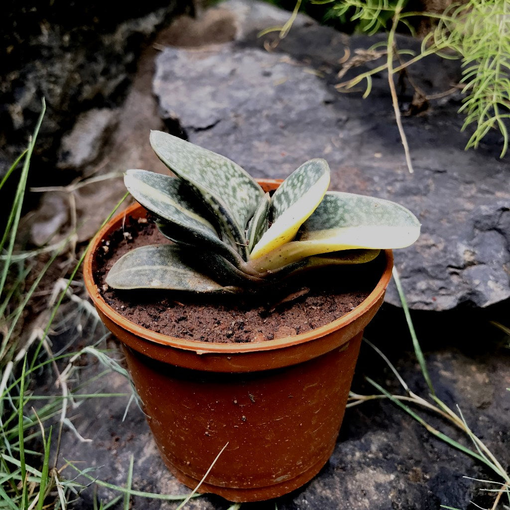 Gasteria Minima Variegated Succulent Plant - myBageecha