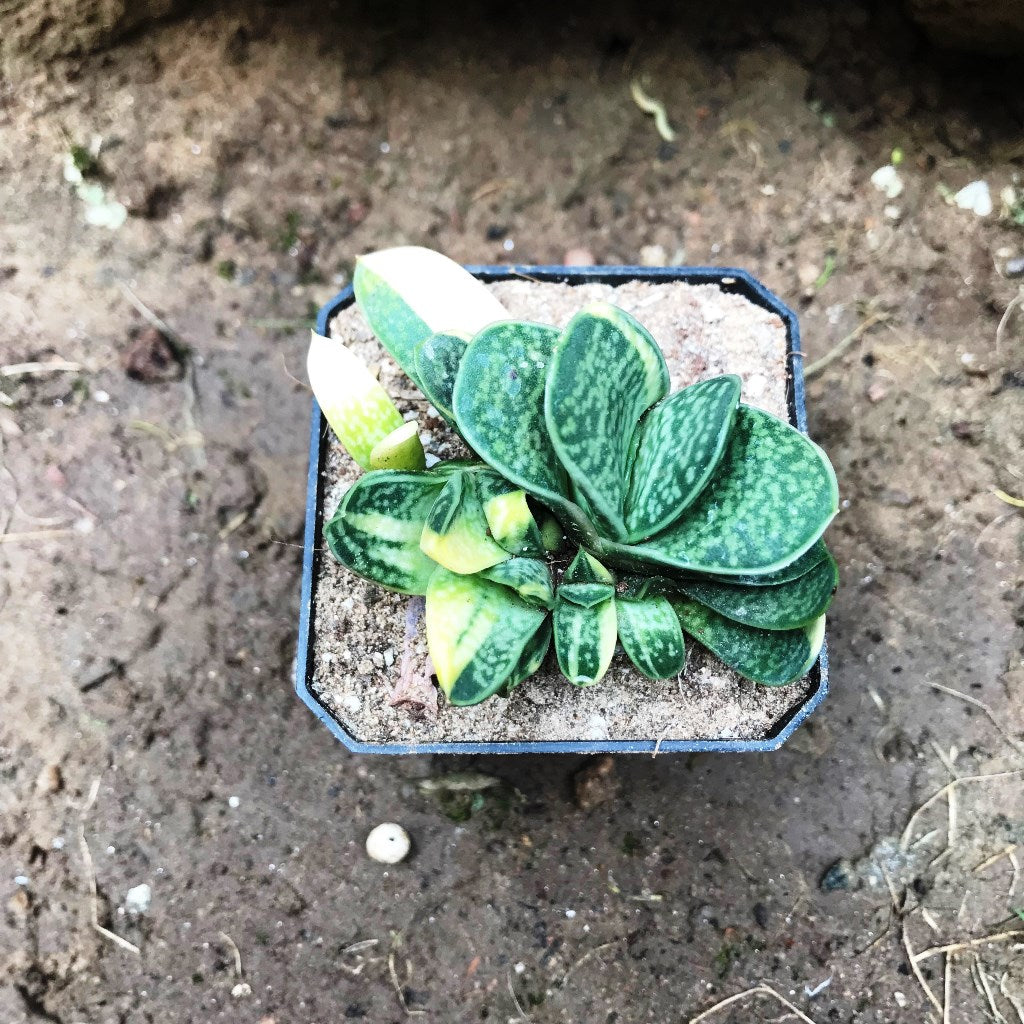Gasteria Bicolor var. Liliputana f. Variegata Succulent Plant - myBageecha