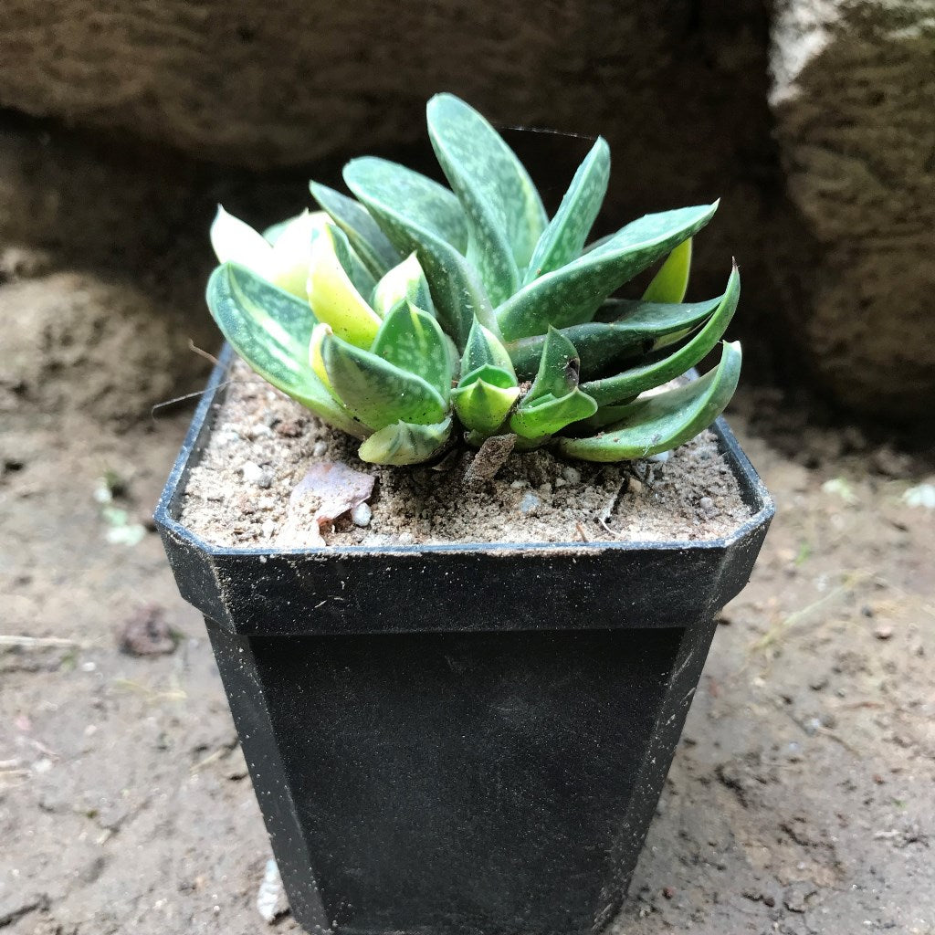 Gasteria Bicolor var. Liliputana f. Variegata Succulent Plant - myBageecha