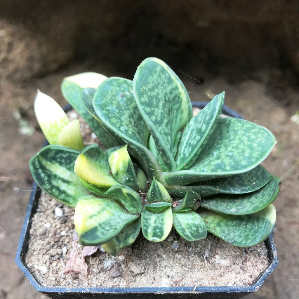 Gasteria Bicolor var. Liliputana f. Variegata Succulent Plant - myBageecha