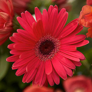 Gerbera Mega Revolution Formula Mix HY Flower Seeds – hybrid blooms – myBageecha