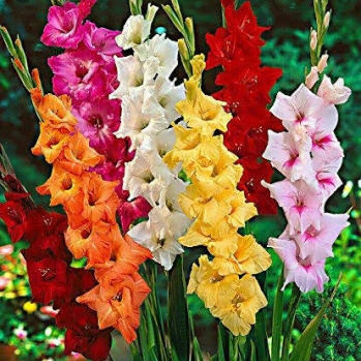 Gladiolus (Mix bulbs) - myBageecha