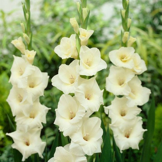 Gladiolus 'Apollus' (Bulbs) - myBageecha