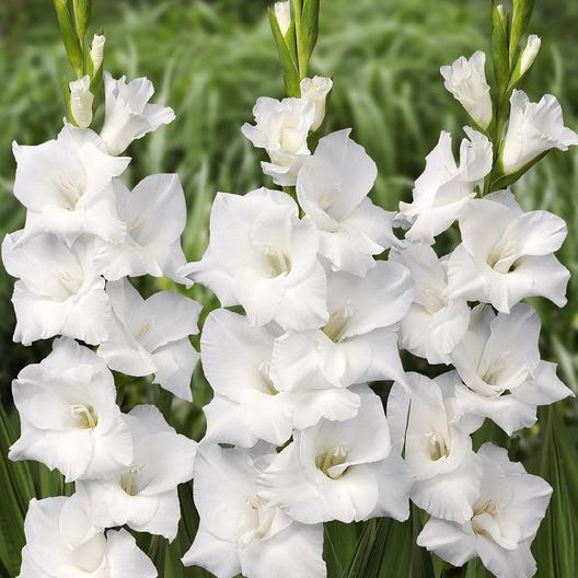 Gladiolus 'White Prosperity' (Bulbs) - myBageecha