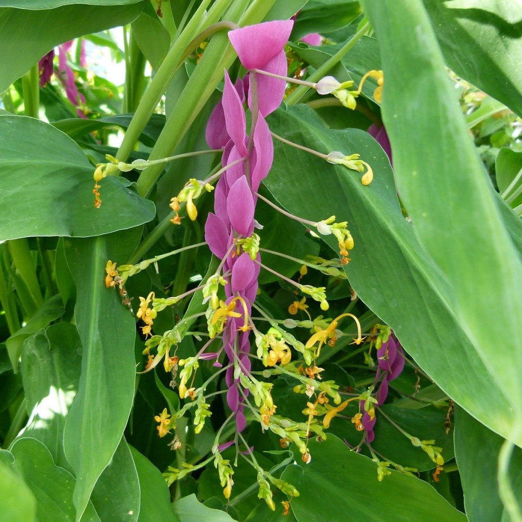 Globba Winitii flowers, vibrant yellow blooms with unique inflorescence, tropical plant