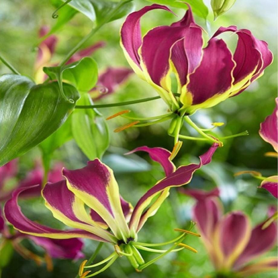 Gloriosa Carsonii, a climbing plant with vibrant, two-toned flowers