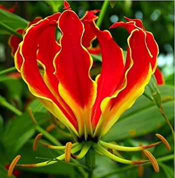 Gloriosa rothschildiana exotic bulb – MyBageecha