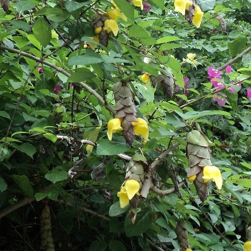 Gmelina Philippensis - Badhara - myBageecha