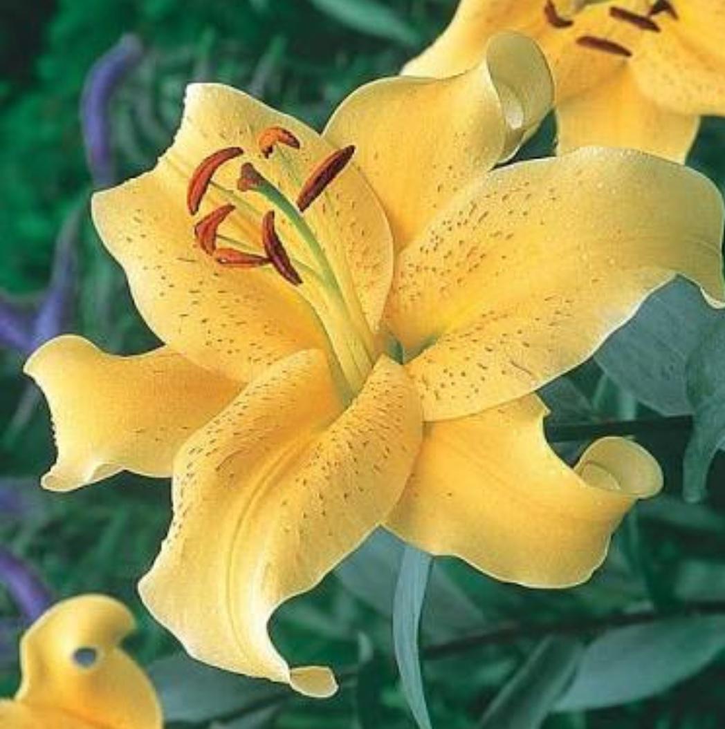 Lilium Oriental 'Golden Stargazer' (Bulbs) - myBageecha