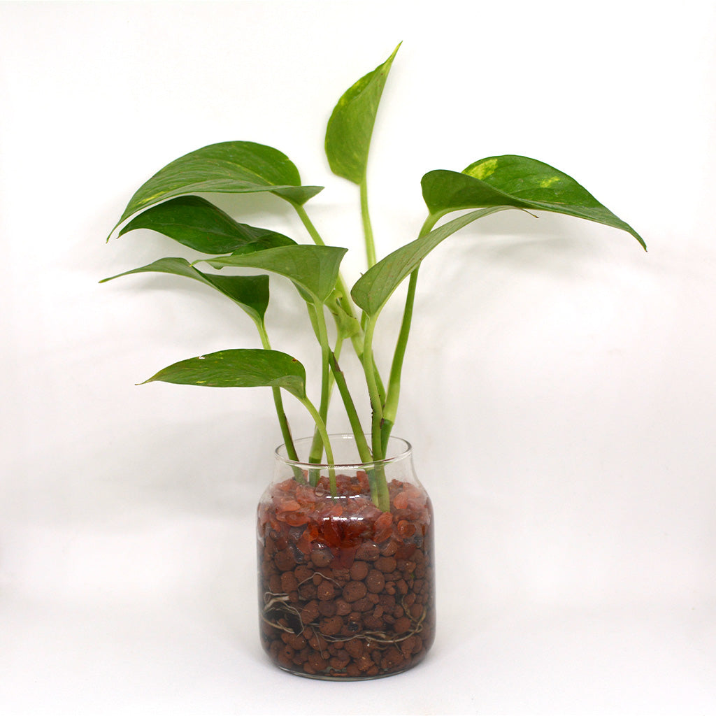 Golden Glimpse Water Terrarium Kit - myBageecha