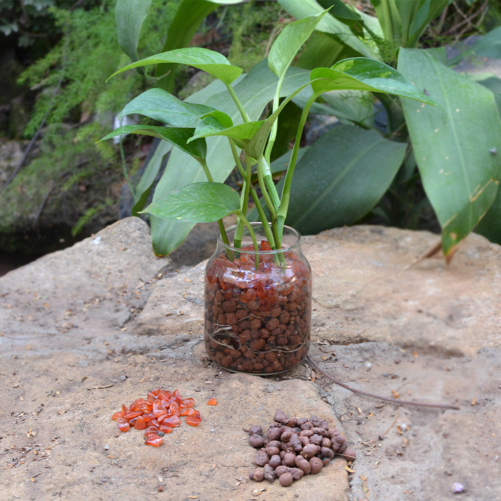 Golden Glimpse Water Terrarium Kit - myBageecha