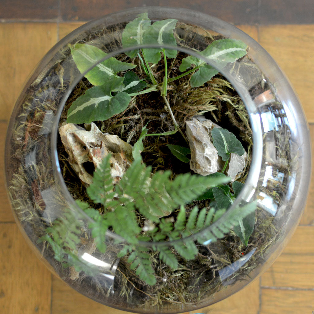 Goosefoot in a Forest Terrarium Kit - myBageecha