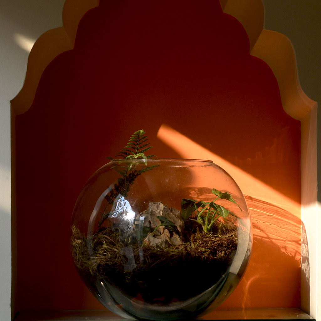 Goosefoot in a Forest Terrarium Kit - myBageecha