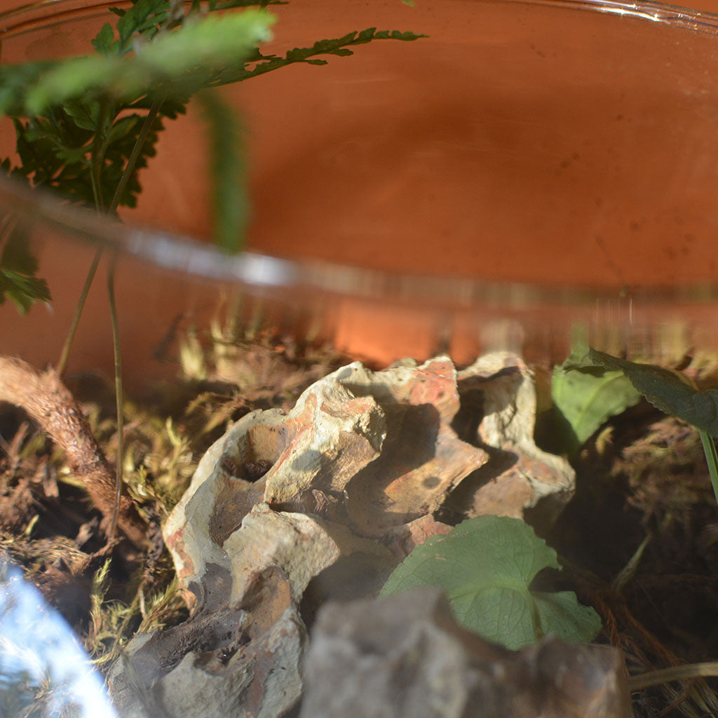 Goosefoot in a Forest Terrarium Kit - myBageecha