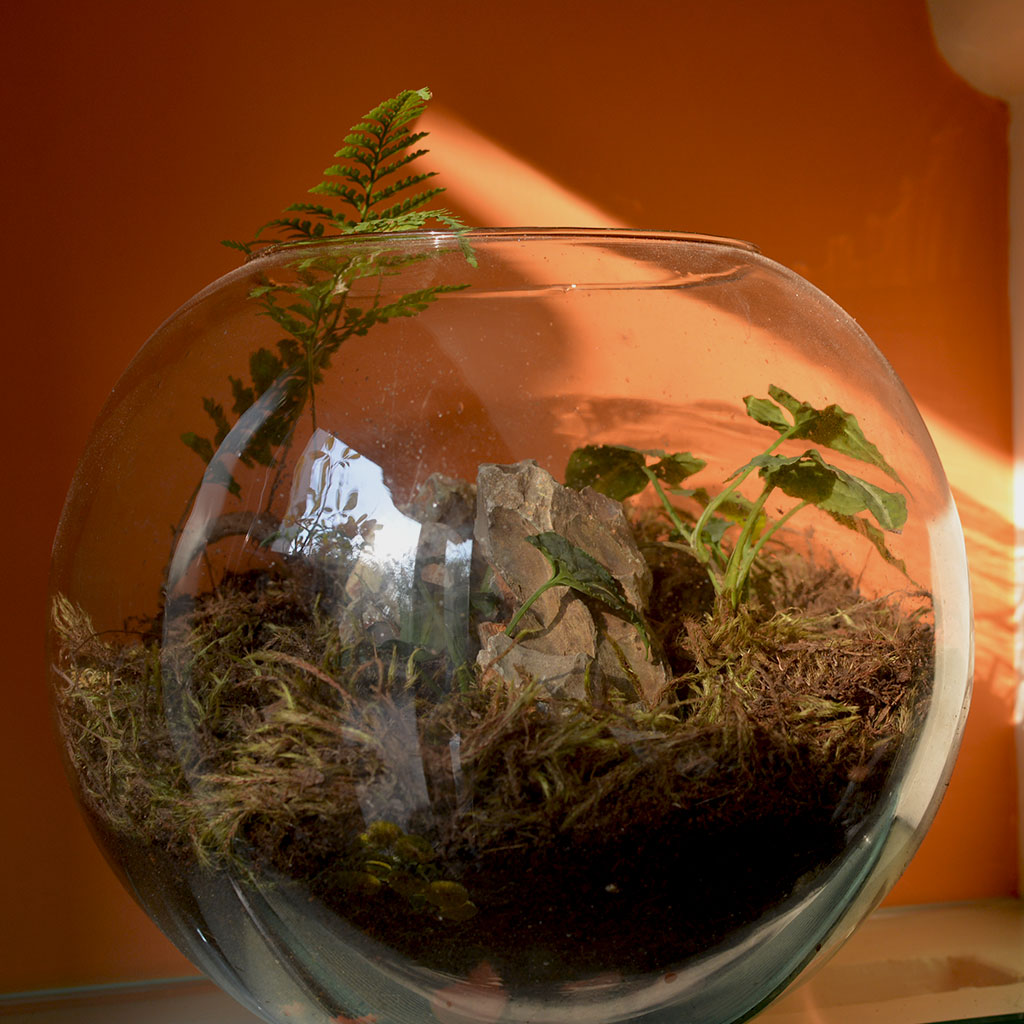 Goosefoot in a Forest Terrarium Kit - myBageecha