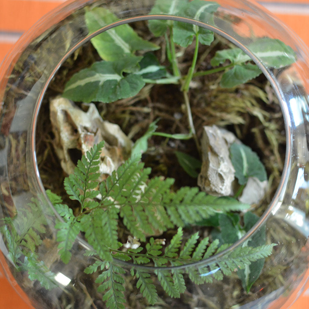 Goosefoot in a Forest Terrarium Kit - myBageecha