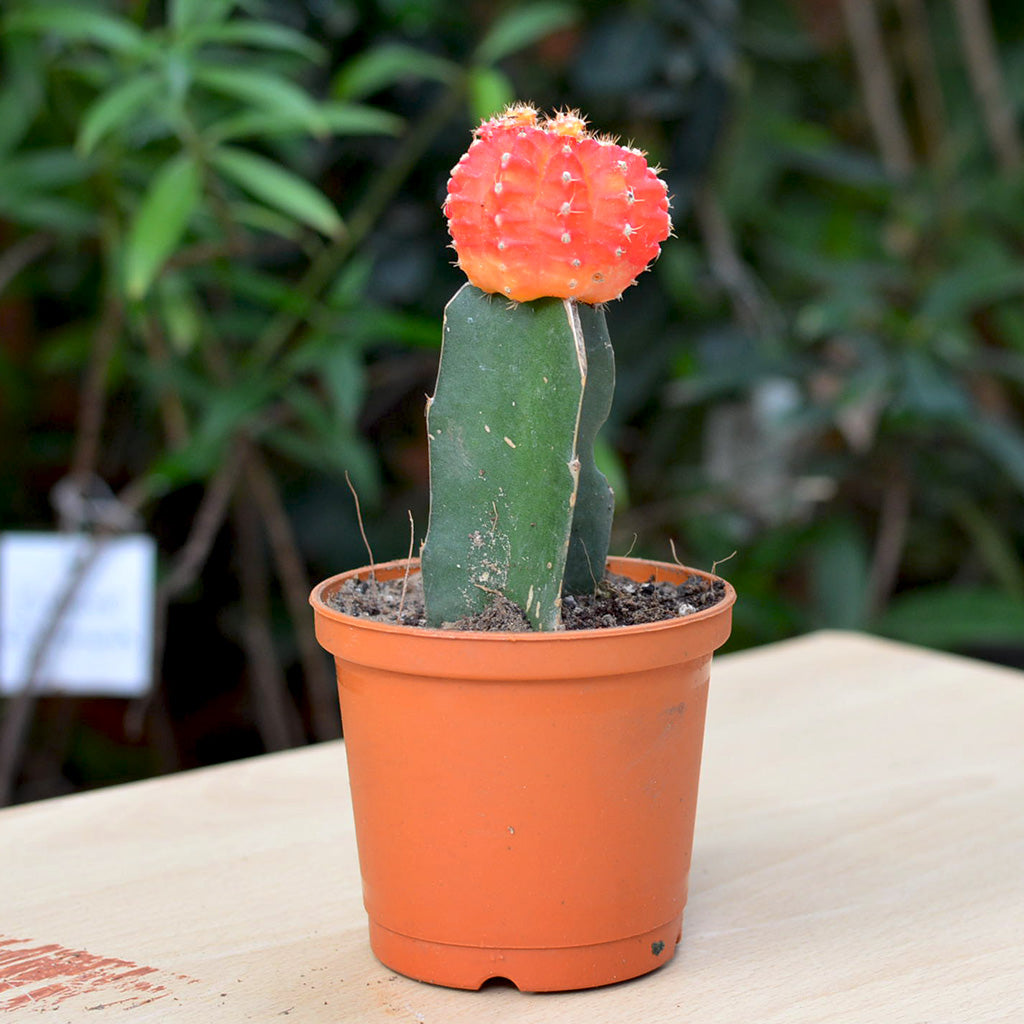 Grafted Orange Moon Cactus Plant - myBageecha
