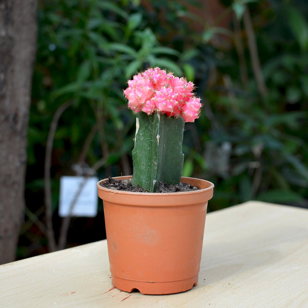 Grafted Pink Moon Cactus Plant - myBageecha