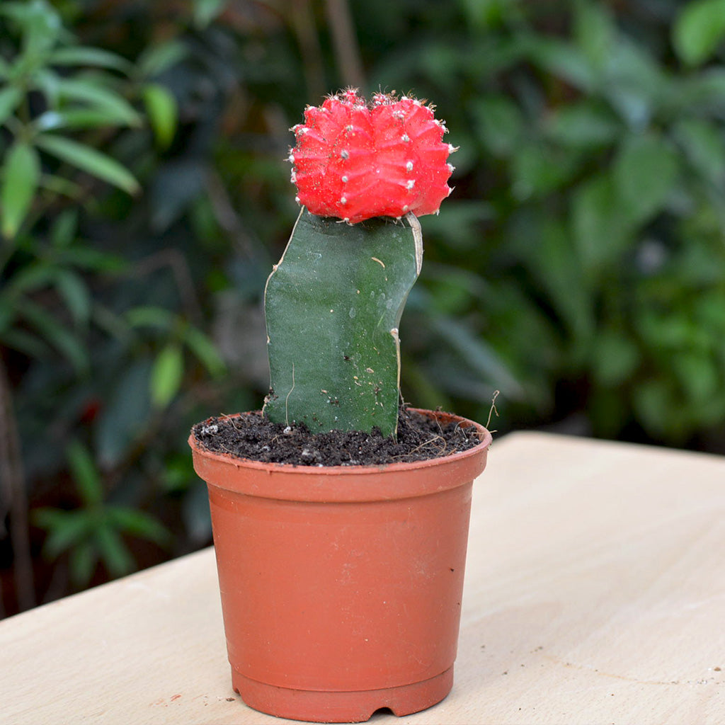 Grafted Red Moon Cactus Plant - myBageecha