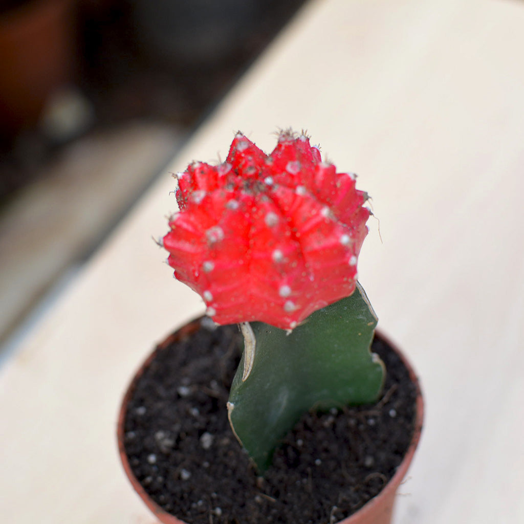 Grafted Red Moon Cactus Plant - myBageecha