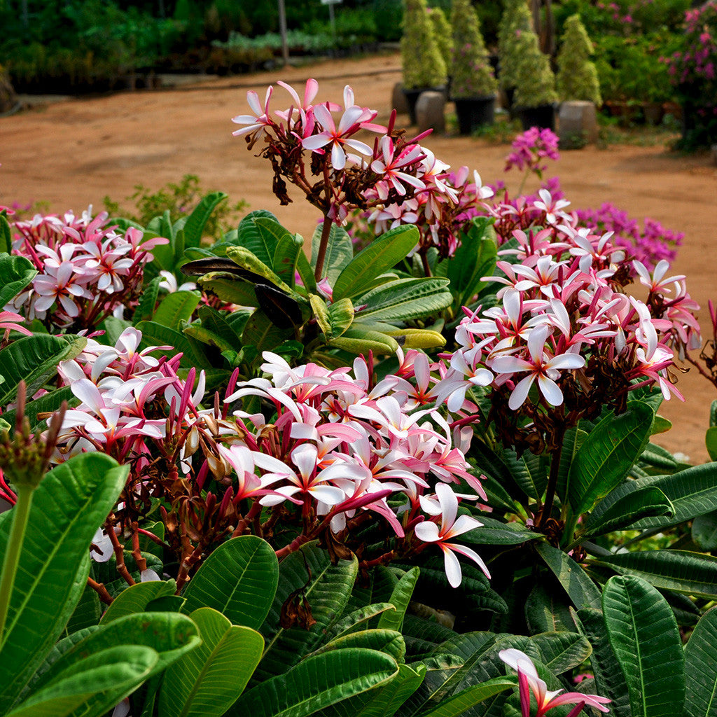 Plumeria Obtusa 'Dwarf Singapore Pink' Plants myBageecha - myBageecha