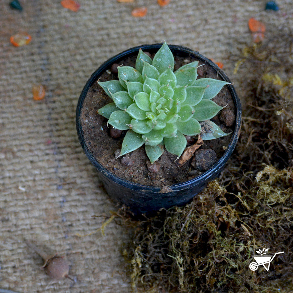 Graptopetalum Filiferum Plants myBageecha - myBageecha