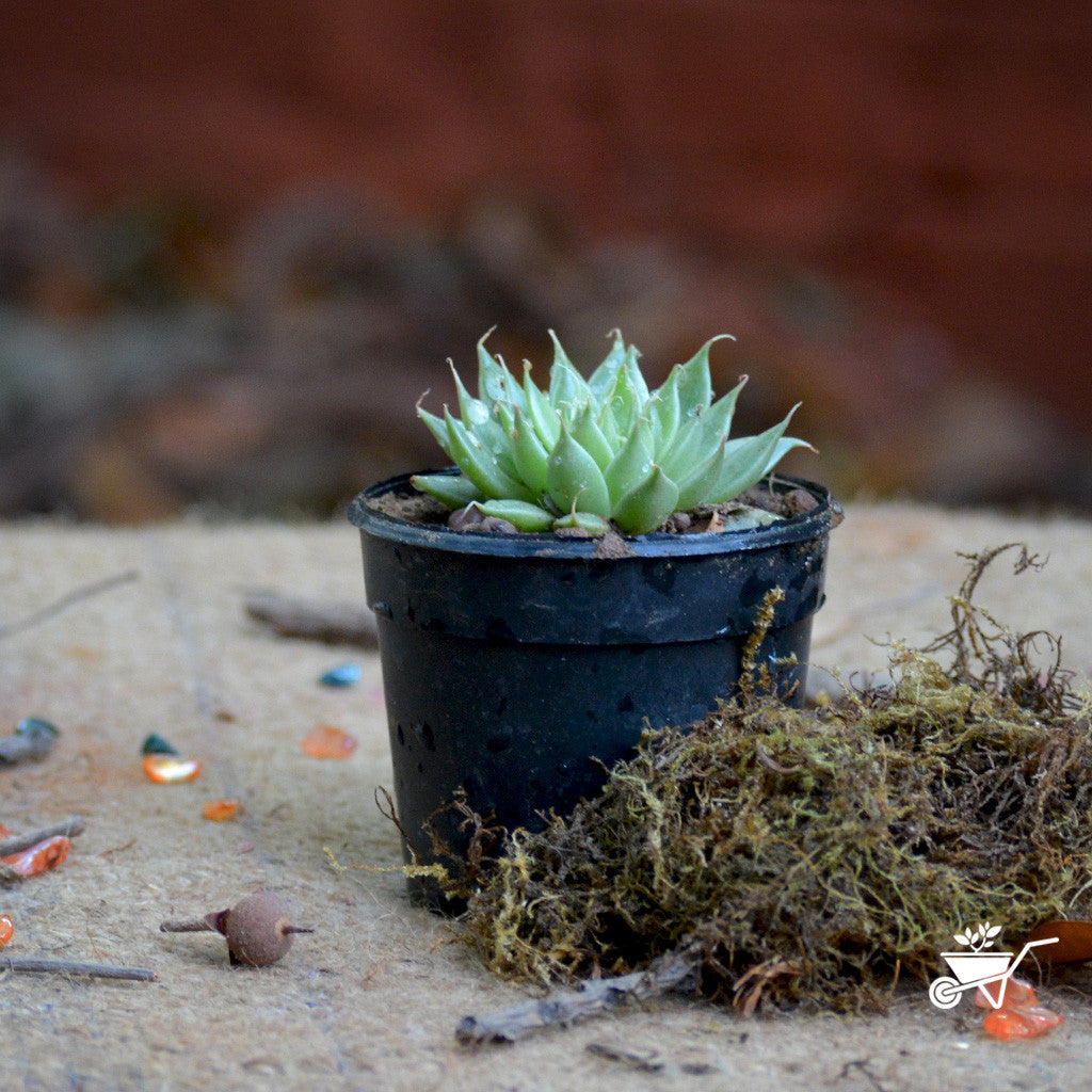 Graptopetalum Filiferum Plants myBageecha - myBageecha
