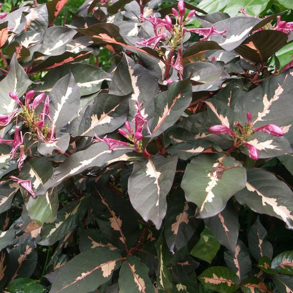 Graptophyllum Pictum Chocolate foliage detail – myBageecha