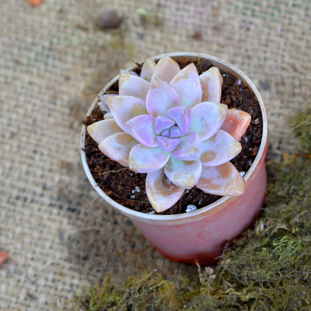 Graptosedum Alpenglow Succulent Plant - myBageecha