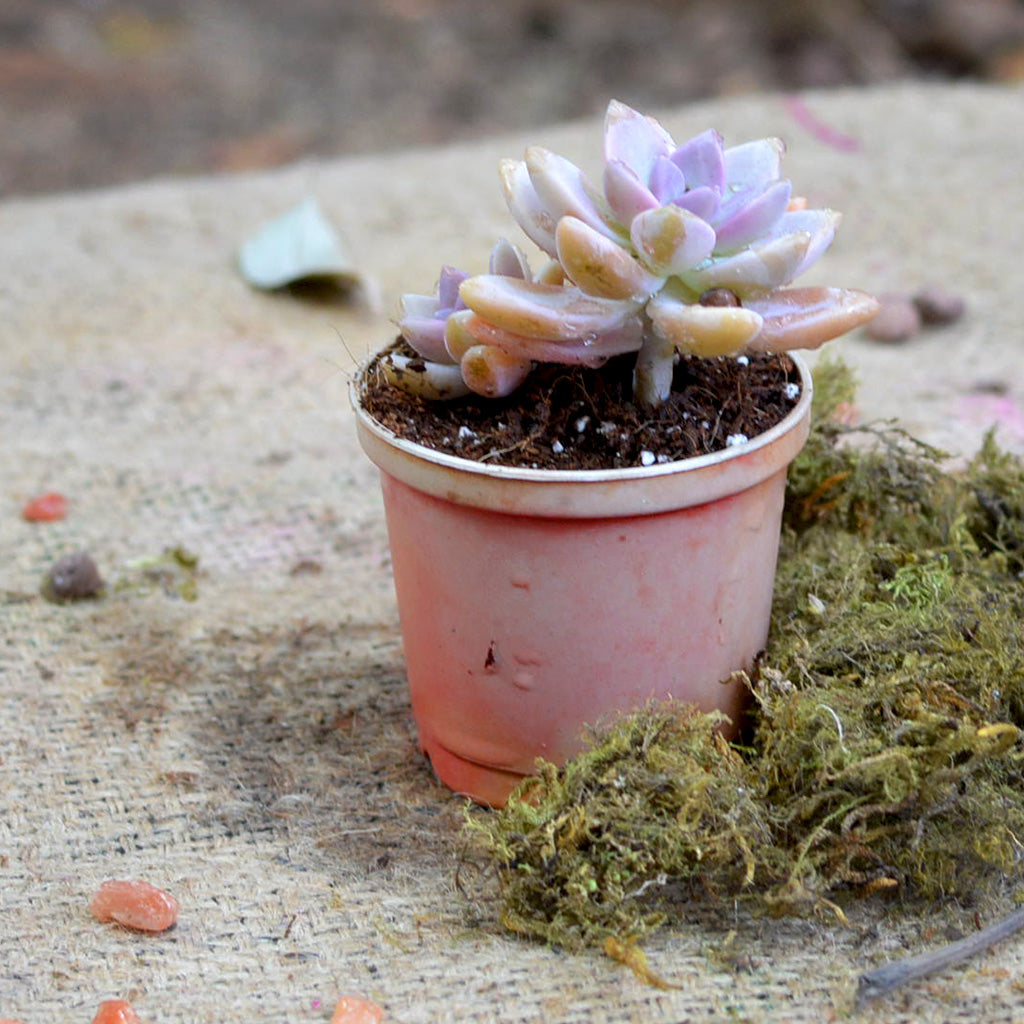 Graptosedum Alpenglow Succulent Plant - myBageecha